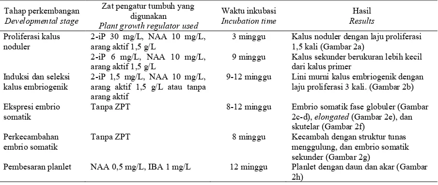 Tabel 2. Deskripsi perkembangan kalus dan embrio somatik tanaman kurma Table 2. Description of callus and somatic embryo development of date palm 