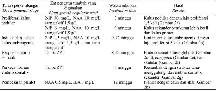 Tabel 2. Deskripsi perkembangan kalus dan embrio somatik tanaman kurma Table 2. Description of callus and somatic embryo development of date palm 
