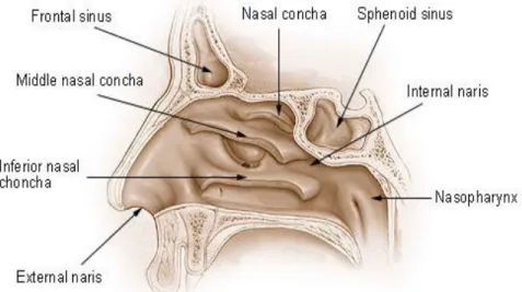 Gambar 2.3 : Concha nasalis (16)