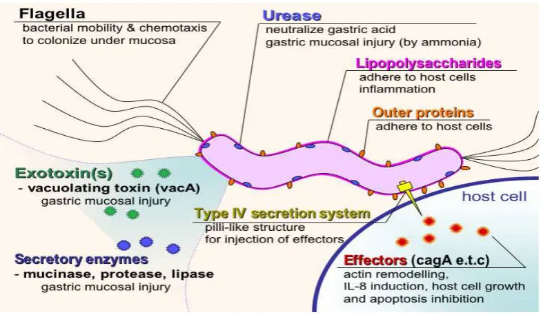 Gambar  9. Helicobacter pylori 32 