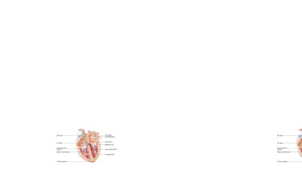 Gambar 5. Sistem Konduksi Jantung
