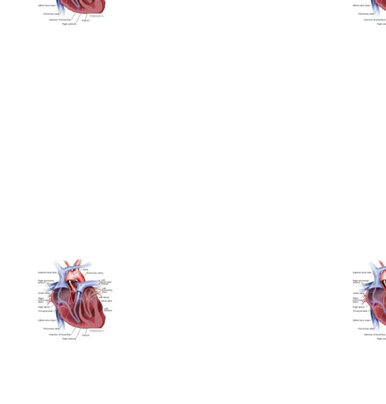 Gambar 1. Anatomi Jantung