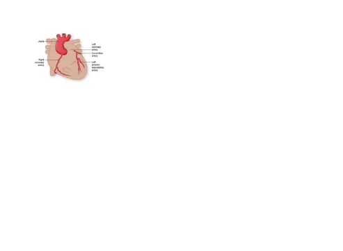 Gambar 2. Pembuluh Darah Jantung