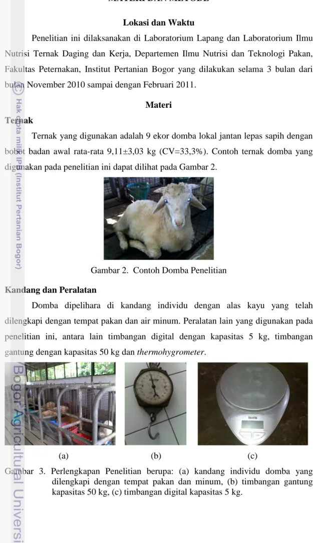 Gambar 2.  Contoh Domba Penelitian  Kandang dan Peralatan 