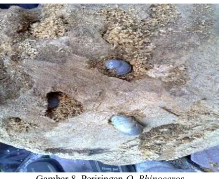 Gambar 8. Periringan O. Rhinoceros Batang kelapa sawit dibor agar membentuk lubang kemudian memasukkan larva kedalam 