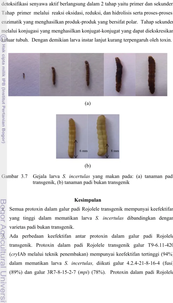 Gambar 3.7  Gejala larva S. incertulas yang makan pada: (a) tanaman padi  transgenik, (b) tanaman padi bukan transgenik    