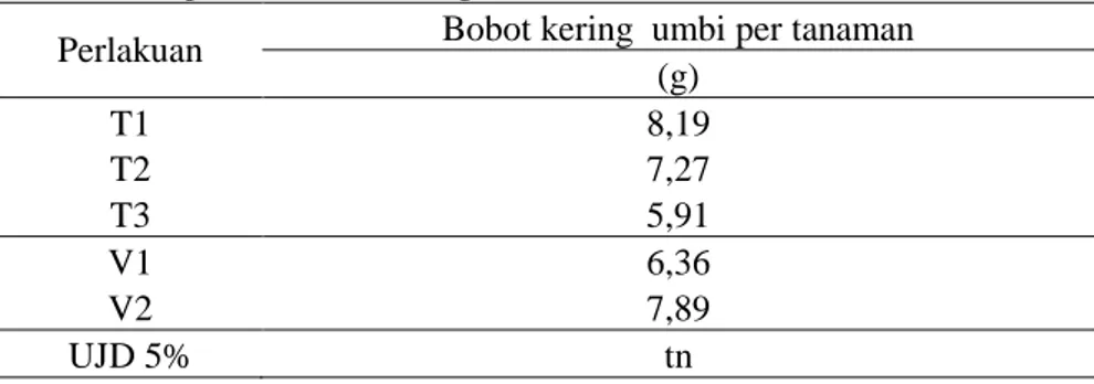 Tabel  5.  Rata-rata  bobot  kering  (g)  umbi  bawang  merah  akibat  perlakuan  tinggi  bedengan  terhadap 2 varietas bawang merah(42 HST) 