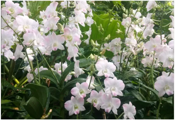 Gambar 2.1 Dendrobium Peach