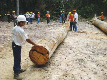 Figure II 3.3 Community workers measuring logs. ©Isabel Driego