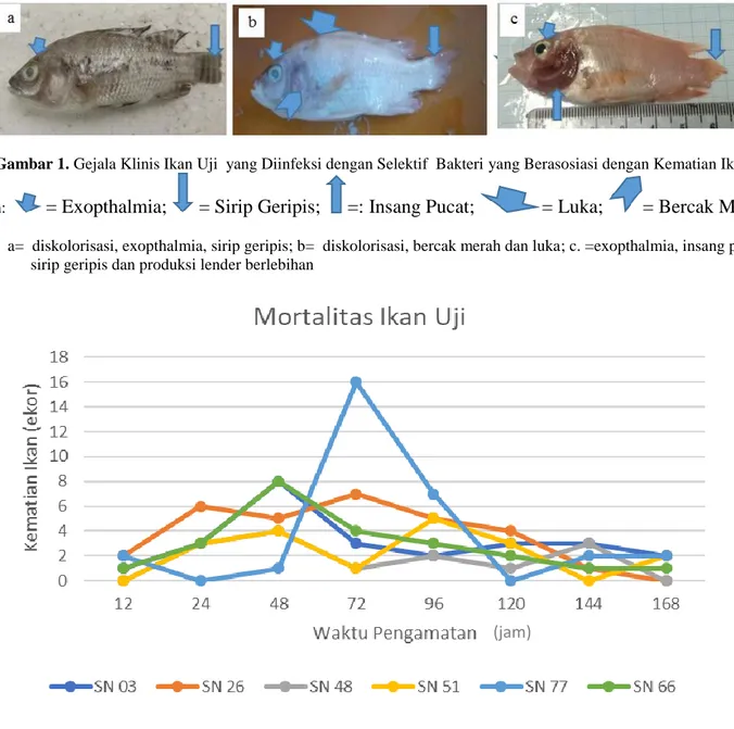 Gambar 1. Gejala Klinis Ikan Uji  yang Diinfeksi dengan Selektif  Bakteri yang Berasosiasi dengan Kematian Ikan Nila  