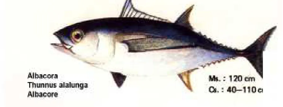 Gambar 1. Ikan tuna Albacore (Thunnus alalunga) (BBPMHP 1999). 