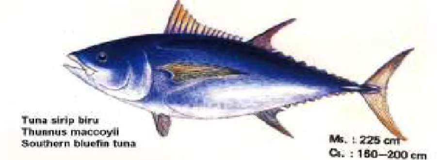 Gambar 4. Ikan tuna sirip biru (Thunnus maccoyii) (BBPMHP 1999). 