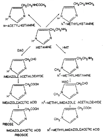 Gambar  8.  Proses  katabolisme  histamin  pada  tubuh  manusia  (Taylor  1986  diacu  dalam Lehane and Olley 1999) 