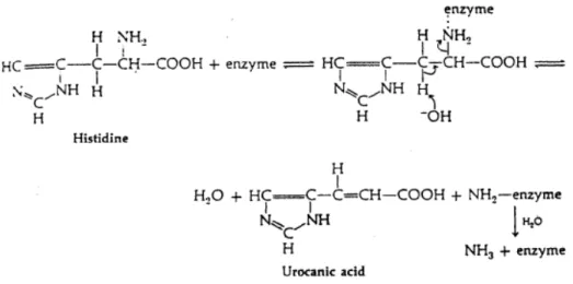 Gambar  9.  Degradasi  histidin  menjadi  urocanic  acid  dan  amonia  oleh  HAL  (White et al