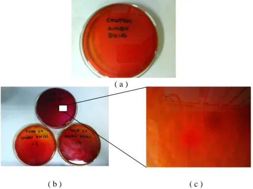 Gambar 13. (a) media Niven’s agar, (b) media Niven’s agar dengan koloni bakteri  penghasil histamin, (c) koloni bakteri penghasil histamin pada media  Niven’s agar