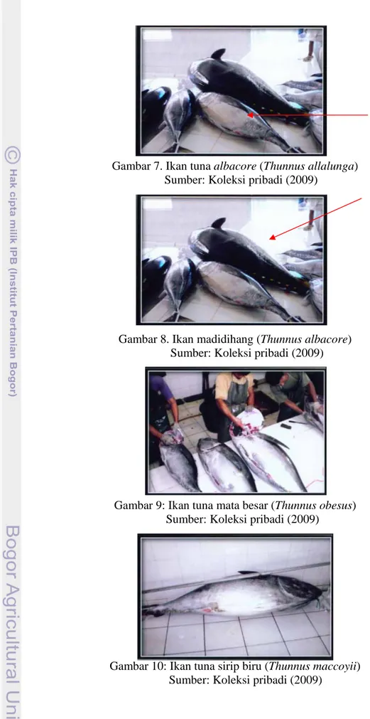 Gambar 7. Ikan tuna albacore (Thunnus allalunga)      Sumber: Koleksi pribadi (2009)  
