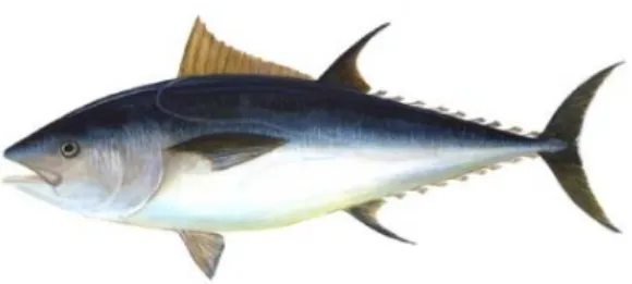 Tabel 1 Jenis-jenis ikan tuna   