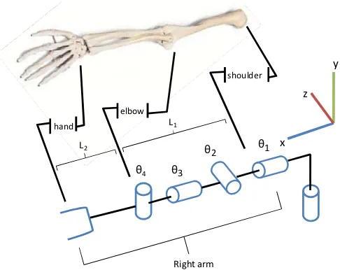Figure 4.Comparation Robot and Human Right Arm  