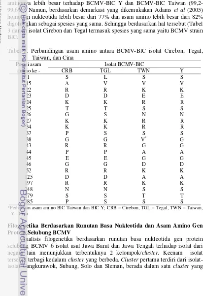 Tabel 5. Perbandingan asam amino antara BCMV-BlC isolat Cirebon, Tegal, 
