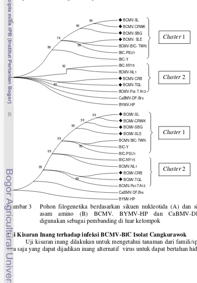 Gambar 3  Pohon filogenetika berdasarkan sikuen nukleotida (A) dan sikuen 