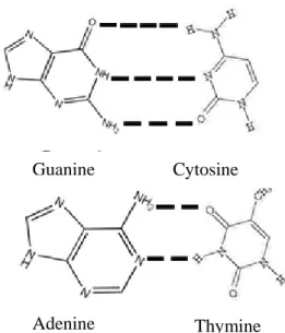 Gambar 4. Struktur kimia basa purin dan pirimidin                                        Sumber: Keer et al