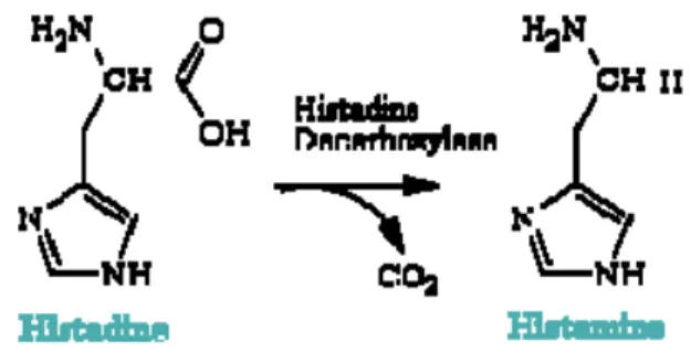 Gambar 3. Proses dekarboksilase histidin menjadi histamin                                       Sumber: Keer et al (2002) 