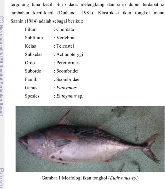 Gambar 1 Morfologi ikan tongkol (Euthynnus sp.) 