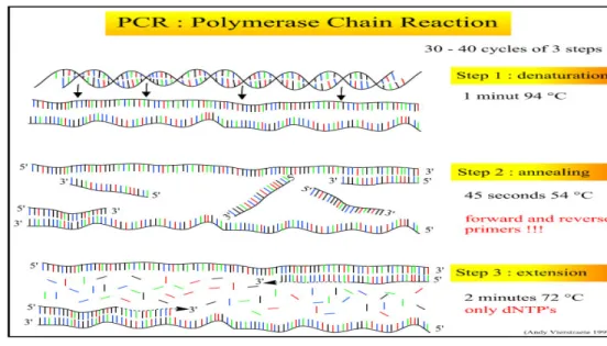 Gambar 5 Proses amplifikasi DNA selama PCR (Vierstraete 1999) 