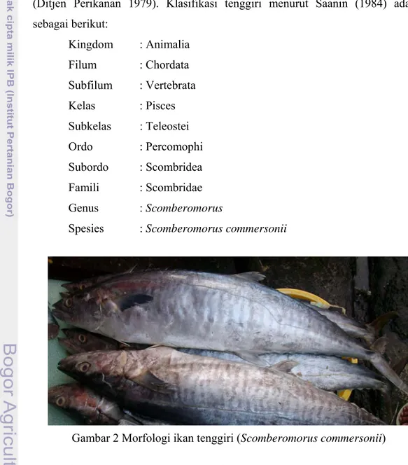 Gambar 2 Morfologi ikan tenggiri (Scomberomorus commersonii) 