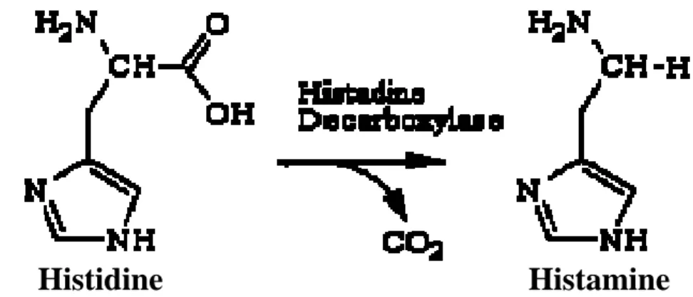 Gambar 3 Perubahan struktur kimia histidin menjadi histamin (Keer et al. 2002) 