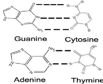 Gambar 4 Struktur kimia basa nitrogen purin dan pirimidin penyusun DNA  (Keer et al. 2002) 