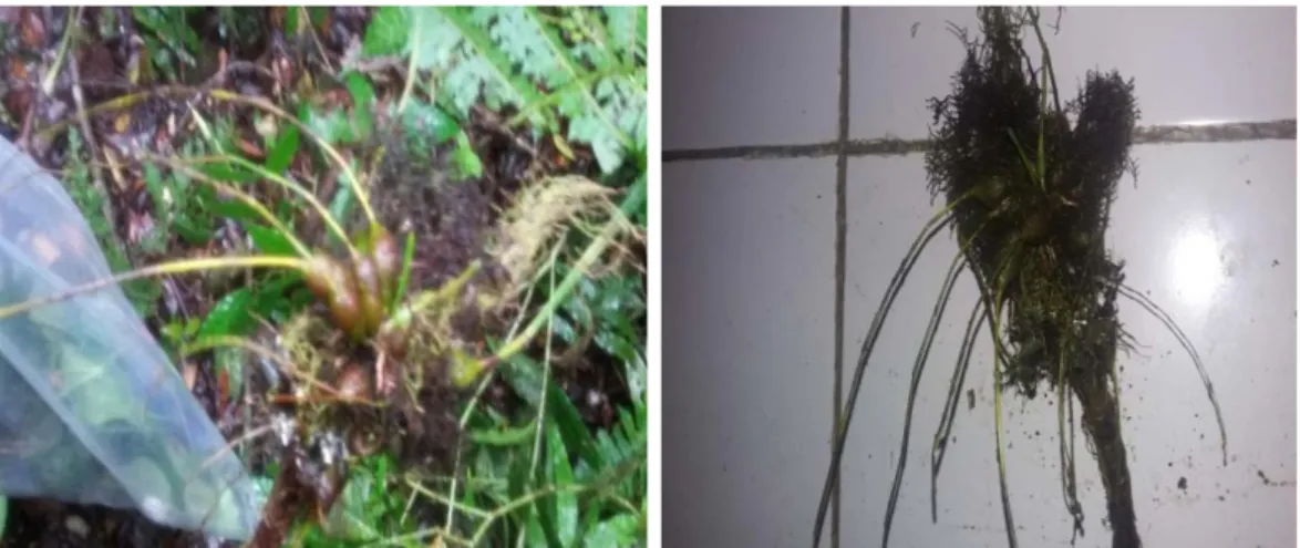 Gambar 3. Tumbuhan Anggrek Tubi-tubi Manuk (Bulbophyllum lobii).  Tumbuhan anggrek jenis  Tubi-tubi Manuk  (Bulbophyllum lobii)  yang  ditemukan  di lapangan belum berbunga dan tanamannya  pendek