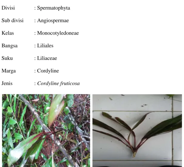 Gambar 4. Tumbuhan Hanjuang Merah (Cordyline fruticosa) 