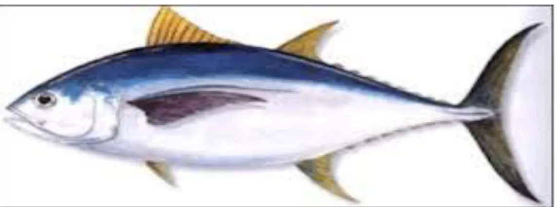 Gambar 2.1  Morfologi ikan tuna (Thunnus albacares). Sumber (Nurjanah, 2011)   Lokasi  penyebarannya  yakni  di  ke  tiga  samudra  dan  mendekat  daerah  tropis