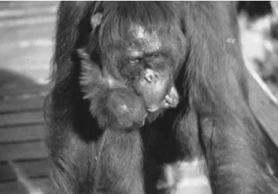FIGURE 4.2. Orangutan newborns, in contrast to chimpanzees, are capable of clinging without maternal support, atleast for minutes at a time