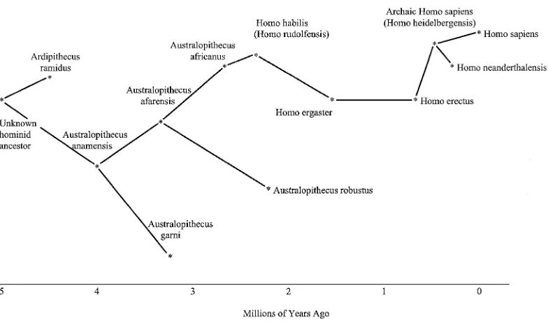 FIGURE 1.1. One possible phylogenetic tree of human evolution.