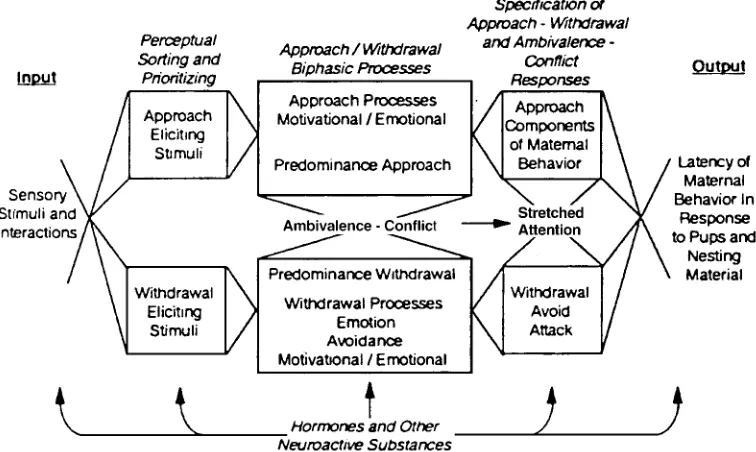 FIGURE 2.3. The mechanisms underlying stimulation of parental behavior according to the approach–withdrawalprocesses concept (see text for explanation; Rosenblatt and Mayer, 1995).