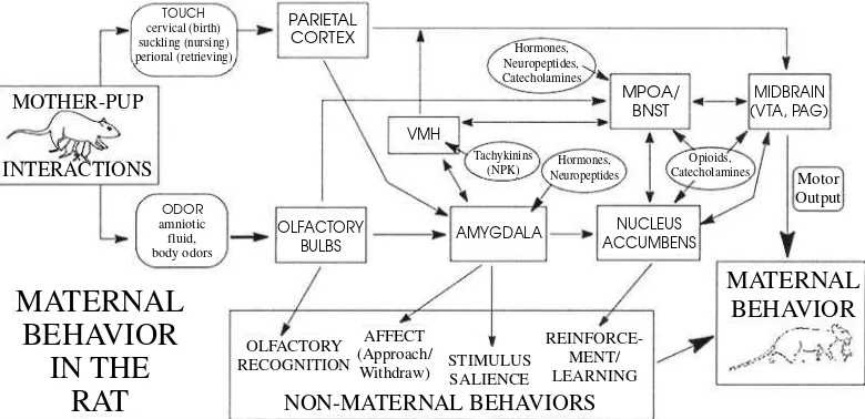 FIGURE 3.1. Functional neuroanatomy mediating maternal and related behaviors in mammals