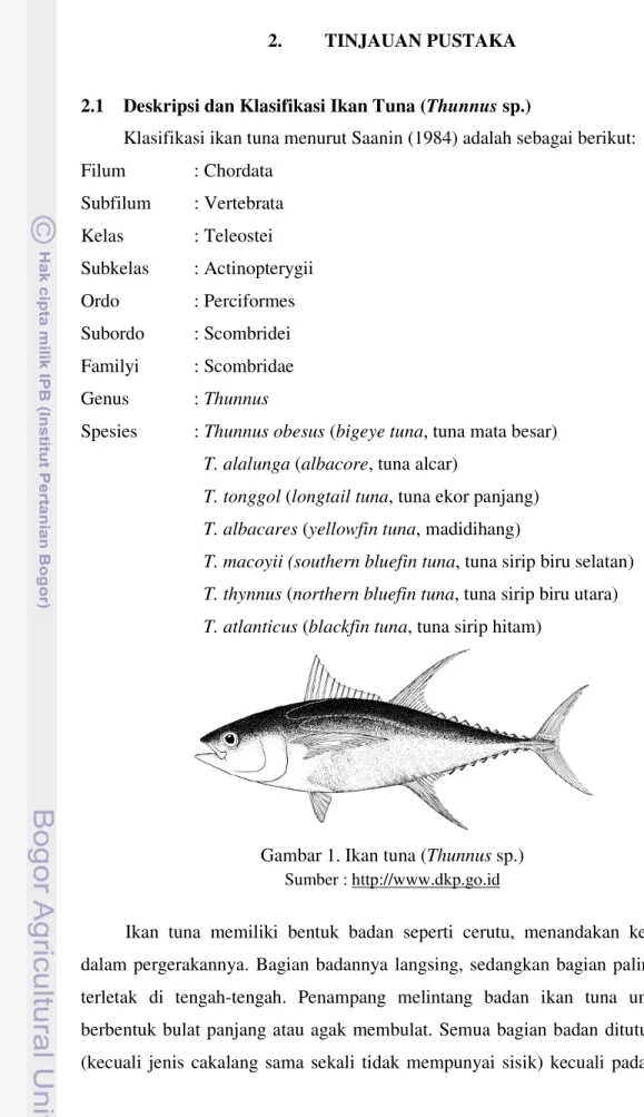 Gambar 1. Ikan tuna (Thunnus sp.)  Sumber : http://www.dkp.go.id 