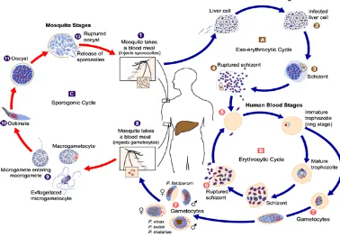 Gambar 2.1. Siklus Hidup Plasmodium sp. (CDC, 2006) 
