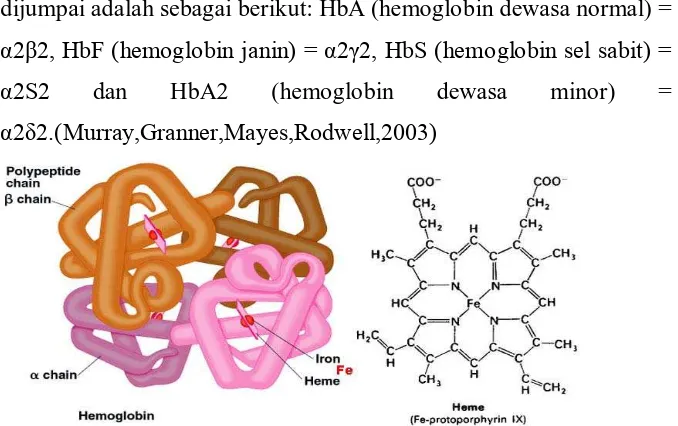 Gambar 2.1 Struktur Hemoglobin 