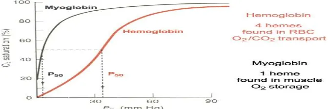 Gambar 2.2  Kurva Pengikatan Oksigen Pada Hemoglobin Dan 
