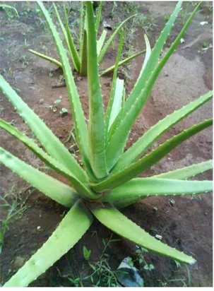 Gambar 1. Aloe chinensis Baker 