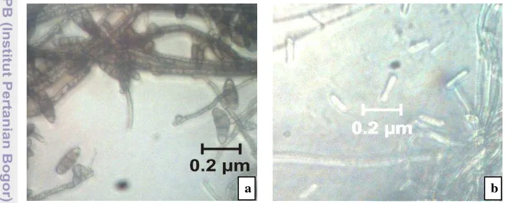 Gambar 1 Morfologi koloni cendawan yang diduga patogen (a) Curvularia sp. dan (b) 