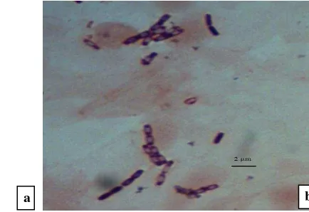 Gambar 3 Morfologi sel bakteri hasil pewarnaan Gram (a) SAHN13.30 dan  