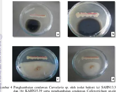 Gambar 4 Penghambatan cendawan Curvularia sp. oleh isolat bakteri (a) SAHN13.30 