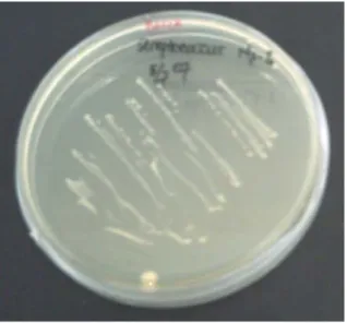 Gambar 1. Isolat bakteri Streptococcus iniae Figure 1. Streptococcus iniae isolate