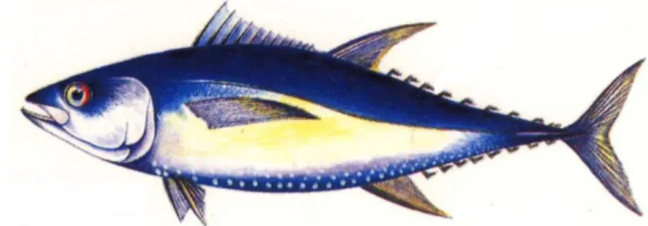 Gambar 1 Ikan tuna (Thunnus sp) (Destin Florida Fishing 2005). 
