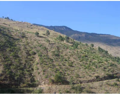 Figure 4: Degraded area in community forest is brought under plantation