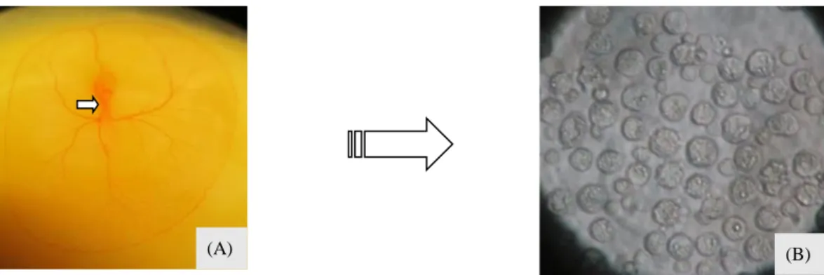 Gambar 2.  (A)  Daerah  aorta  dorsalis  (anak  panah)  untuk  pengambilan  sampel  darah  dari  telur  yang  diinkubasi  selama  tiga  hari; (B) Primordial germ cell yang telah dimurnikan yang berasal dari sirkulasi darah embrio 